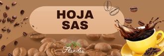 Hoja SAS